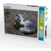 CALVENDO Junger Polarfuchs 2000 Teile Puzzle quer 900x670mm, Berg Martina; 7391587
