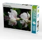 CALVENDO Fuchsie Jollies Avignon 1000 Teile Puzzle hoch 480x640mm, Cross Martina; 7328531