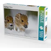 CALVENDO Frischlinge im Schnee 1000 Teile Puzzle quer 640x480mm, Martin Wilfried; 7334666