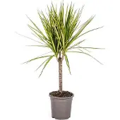 Oasis of Life Dracaena Marginata Sunray - Drachenbaum - Zimmerpflanze - Ø17cm - Ø60-80cm