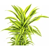 Oasis of Life Drachenbaum Dracaena Deremensis Lemon Lime - Ø24cm - Ø130-150cm - Exotische