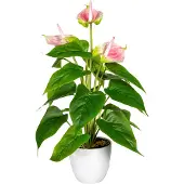 Otto Home Kunstpflanze "Haune", rosa, B:16cm H:40cm, Kunststoff, Kunstpflanzen, Kunstpflanze, im Topf