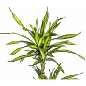 Oasis of Life Drachenbaum Dracaena deremensis Rikki 90-110cm 21cm Zimmerpflanze pflegeleicht