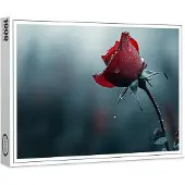 Raxxa Premium-Puzzle "Rose mit Wassertropfen", 1000 Teile