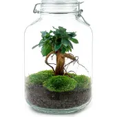Oasis of Life Flaschengarten DIY Bausatz Ficus Ginseng Bonsai - Terrarium Ø18cm H28cm