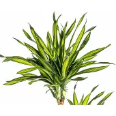 Oasis of Life Dracaena deremensis Rikki Drachenbaum 130-150cm 24cm Zimmerpflanze pflegeleicht