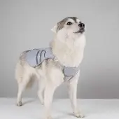 OEM Hundekühlmatte | Kühle Mesh-Jas für Pudel - Atmungsaktives und Kühles Modell