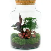 Urbanjngl Diy Terrarium - Milchig - ↕ 30 Cm