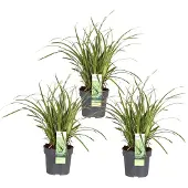 Hoogeveen Plants BV 3X - Carex Morrowii 'Ice Dance' - ↨30Cm - Ø14