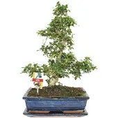 Exotenherz Bonsai Fukientee - Carmona microphylla - ca. 12-15 Jahre