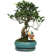 Exotenherz Bonsai Chinesischer Feigenbaum - Ficus retusa - ca. 8 Jahre