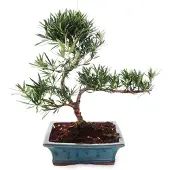 Exotenherz Outdoor Bonsai Podocarpus - Kleinblättrige Steineibe 20cm