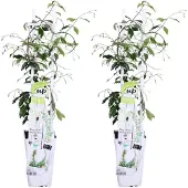 Hoogeveen Plants BV Sternjasmin 'Star of Venice' 2x - 65cm - Ø15