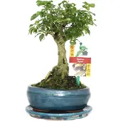 Exotenherz Bonsai Chin. Liguster - Ligustrum sinensis - ca. 6 Jahre - Kugelform