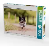 CALVENDO Havaneser 1000 Teile Puzzle quer 640x480mm, Teßen Sonja; 7321258