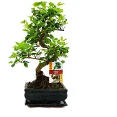 Exotenherz Bonsai Chinesischer Liguster - Ligustrum sinensis - ca. 6 Jahre