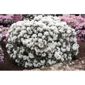 Pflanzen für Dich Rhododendron yakushimanum Schneekissen 30-40 cm, im 7 l Topf, immergrün