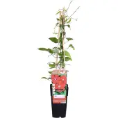 Hoogeveen Plants BV Clematis 'Rouge Cardinal' - Waldrebe - Kletterpflanze - Winterhart - Großblütig Dunkelrot - Blüte Mai bis Juni - Ø15cm - Höhe 65cm