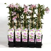 Blumen-Senf Waldrebe Clematis Hagley Hybrid 60-80 cm Kletterpflanze