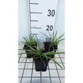 GRDplanten Agapanthus 'Headbourne Hybrids' - Schmucklilie | 9x9 cm topf