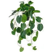 Creativ Green Kunstpflanze "Hängende Peperomia caperata", grün, H:70cm, Kunststoff, Kunstpflanzen, Kunstpflanze, mit üppigen Ranken