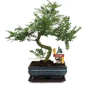 Exotenherz Bonsai Szechuan-Pfeffer - Zanthoxylum piperitum - ca. 10 Jahre