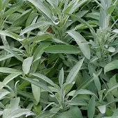Arborix 6 x Echter Salbei Salvia officinalis Topf 9cm Immergrün