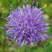 Arborix 6 x Sandglöckchen Jasione,aevis Topf 9cm Blaue Blüten