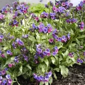 Arborix 6 x Lungenkraut 'Smokey Blue' Pulmonaria Topf 9cm Immergrün