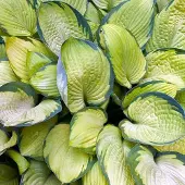 Arborix 6 x Funkie 'Gold Standard' Hosta Topf 9cm Gelbgrünes Laub