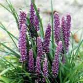 Arborix 6 x Lilientraube Liriope Muscari Topf 9cm Beetrandpflanze