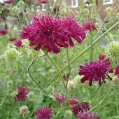 Arborix 6 x Mazedonische Witwenblume Knautia macedonica Topf 9cm Schmetterlingspflanze