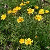 Arborix 6 x Schwertblättriger Alant Inula ensifolia Topf 9cm Beetrandpflanze