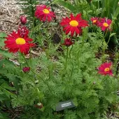 Arborix 6 x Mutterkraut 'Robinson's Red' Tanacetum Topf 9cm Schnittblume