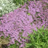 Arborix 6x Sand-Thymian Thymus serpyllum Topf 9 cm Bodendeckend