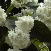 Arborix Sternchenstrauch Deutzia magnifica 60 bis 80 cm im Container Reichblühend