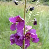 Arborix 6 x Königskerze Verbascum phoeniceum Topf 9cm Beetrandpflanze