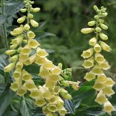 Arborix 6 x Fingerhut Digitalis grandiflora Topf 9cm Gelbe Blüten