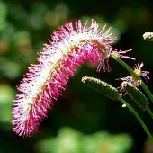 Arborix 6 x Japanischer Wiesenknopf Sanguisorba obtusa Topf 9cm Schnittblume