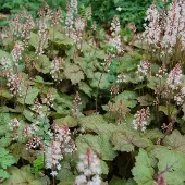 Arborix 6 x Schaumblüte Tiarella Wherryi Topf 9cm Herbstfärbung