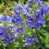 Arborix 6 x Ehrenpreis 'Knallblau' Veronica austriaca Topf 9cm Beetrandpflanze
