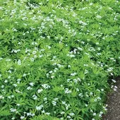 Arborix 6 x Waldmeister Galium odoratum Topf 9cm Immergrün
