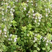 Arborix 6x Zitronen-Thymian 'Aureus' Thymus citriodorus Topf 9 cm Duftend