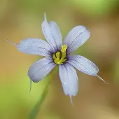 Arborix 6 x Binsenlilie Sisyrinchium striatum Topf 9cm Beetrandpflanze