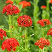 Arborix 6 x Brennende Liebe Lychnis chalcedonica Topf 9cm Rote Blüten