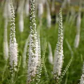 Arborix 6 x Ehrenpreis 'Schneeriesin' Veronica,ongifolia Topf 9cm Staude