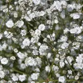 Arborix 6 x Schleierkraut 'Bristol Fairy' Gypsophila paniculata Topf 9cm Schnittblume