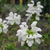 Arborix 6 x Braunelle 'Alba' Prunella grandiflora Topf 9cm Beetrandpflanze
