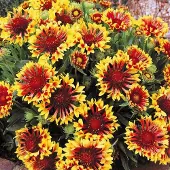 Arborix 6 x Kokardenblume 'Bremen' Gaillardia Topf 9cm Schmetterlingspflanze