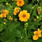 Arborix 6 x Trollblume 'Golden Queen' Trollius chinensis Topf 9cm Beetrandpflanze